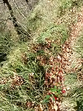 pegaso369 online show from 11/12/25, 12:31