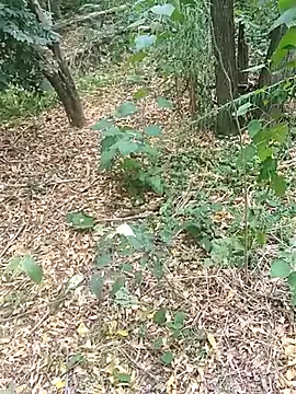 pegaso369 online show from 10/17/25, 01:46