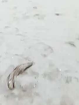 pegaso369 online show from 10/29/25, 03:33