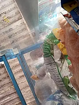 Lorenasex online show from 11/15/25, 12:09