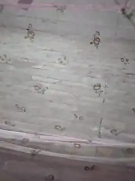 rani8008 online show from 10/01/25, 03:05