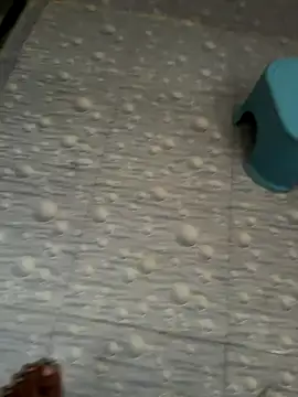 NoddingScorpion online show from 10/16/25, 03:26