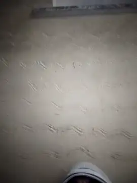 Desiandaj online show from 11/24/25, 05:13