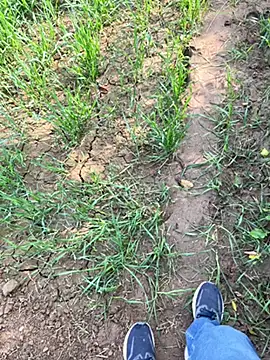 Desiandaj online show from 11/29/25, 05:29