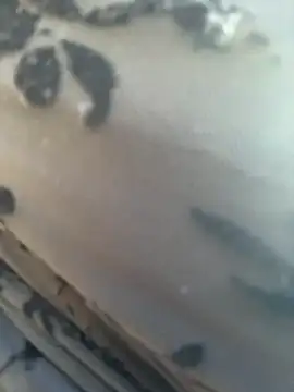  JessyRey  online show from 03/11/26, 11:15