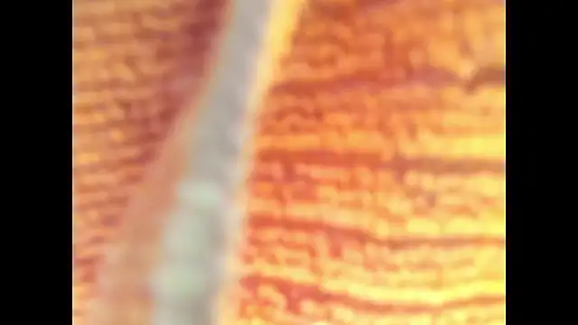 Goddes any online show from 10/27/25, 11:38