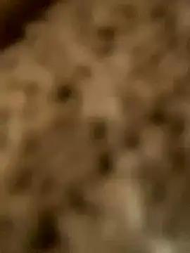 PhanHaa online show from 11/18/25, 01:54