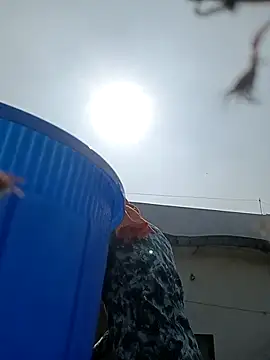 96rose online show from 11/12/25, 07:45