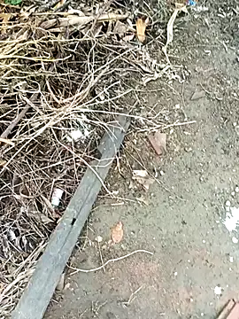 dolphiinn online show from 10/17/25, 02:37