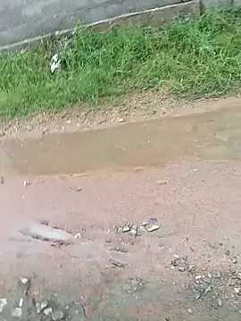 dolphiinn online show from 11/29/25, 02:34