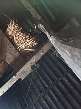 Snapshot of _Helala_ chatting on 10/17/25, 11:06 Helala online show from 10/17/25, 11:06