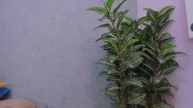 scarlett646 online show from 11/29/25, 03:06