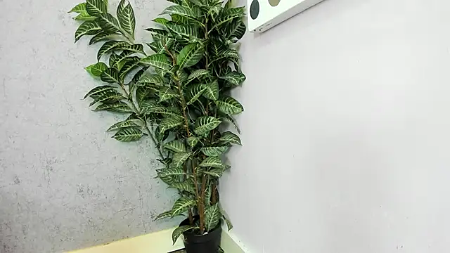 scarlett646 online show from 02/26/26, 03:06