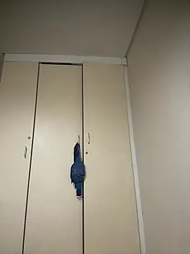 Mellow Joe online show from 01/19/26, 09:46