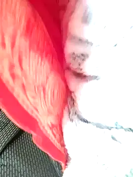 Hut rotu cute online show from 01/12/26, 01:29