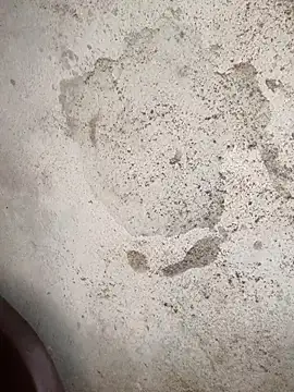 Schii69 online show from 12/18/25, 11:41