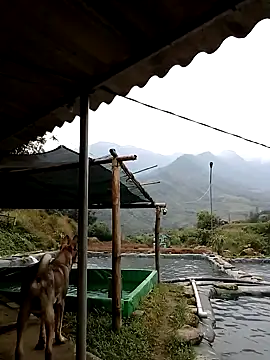 Snapshot of ngan-cute chatting on 11/21/25, 02:21 ngan-cute online show from 11/21/25, 02:21