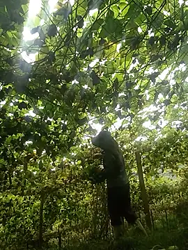 ngan-cute online show from 07/17/26, 02:09