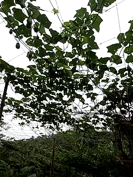 ngan-cute online show from 04/30/26, 07:48