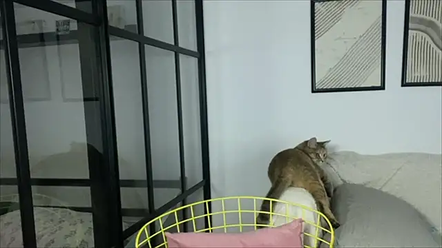 WonderMira online show from 11/14/25, 11:14