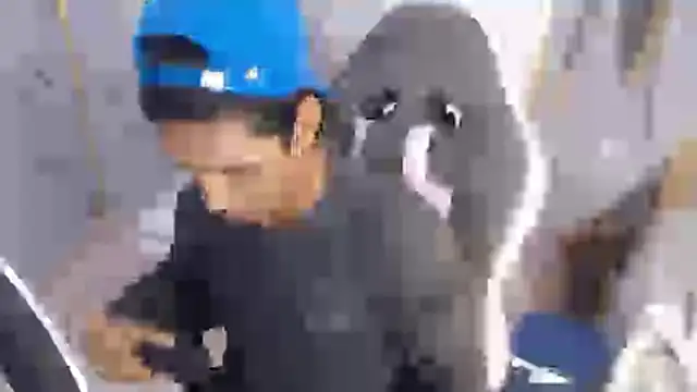 bull cam online show from 11/27/25, 01:22