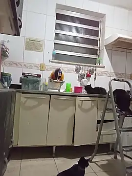 dinho carioca online show from 03/26/26, 04:00