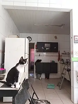 dinho carioca online show from 02/13/26, 12:16