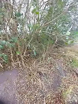 magraocam online show from 10/30/25, 03:53