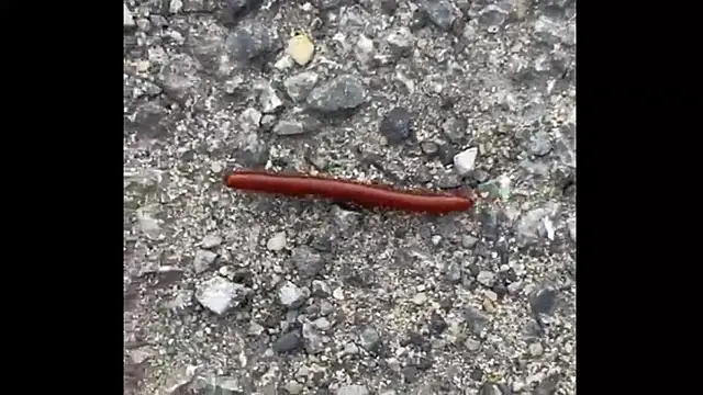 ohyesd4ddy online show from 12/01/25, 06:20