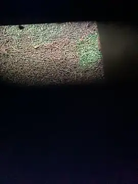 Adele Pinkk online show from 11/12/25, 12:20