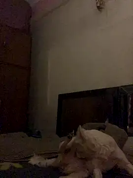 Snapshot of Kajal-Shemale69 chatting on 12/16/25, 11:25 Kajal-Shemale69 online show from 12/16/25, 11:25