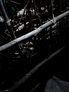 Sapna cutt online show from 10/19/25, 03:37