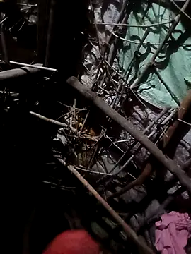 Sapna cutt online show from 10/23/25, 04:38