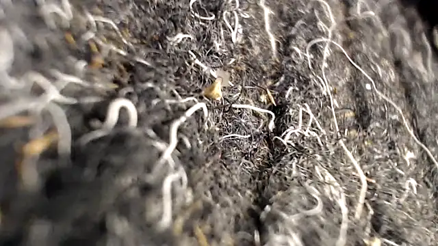 BiglovelyXXL online show from 04/02/26, 03:46