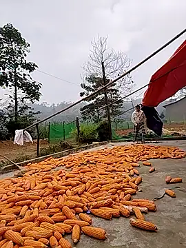 Tin tanny online show from 11/24/25, 02:11