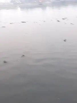 Bangladeshi Big male online show from 12/02/25, 11:12