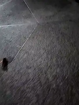 Snapshot of BrissPLUG8 chatting on 12/16/25, 01:21 BrissPLUG8 online show from 12/16/25, 01:21