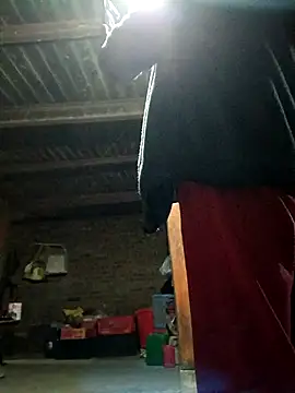 kemtuoi-sex online show from 11/03/25, 01:58