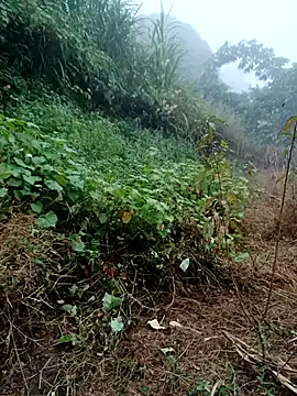 kemtuoi-sex online show from 10/31/25, 08:33