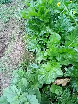 kemtuoi-sex online show from 02/22/26, 10:17