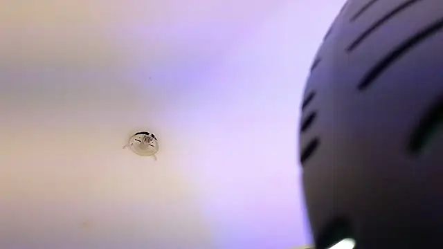 Kloee 12 online show from 12/17/25, 07:19