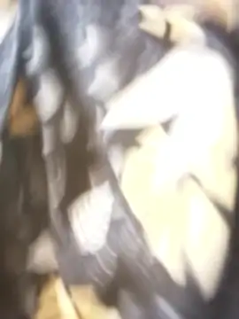 sanaya 3 online show from 11/09/25, 02:15