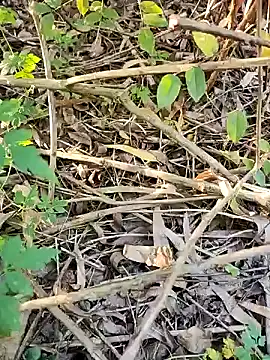 telugumodda4396 online show from 10/21/25, 01:05