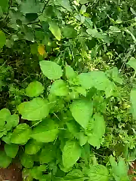 telugumodda4396 online show from 10/25/25, 05:50