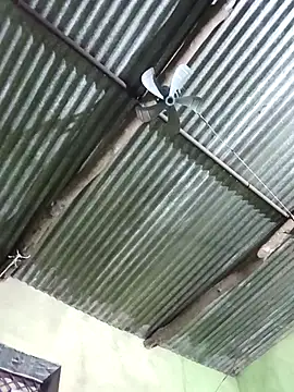 Haliya88 online show from 11/08/25, 11:08