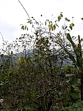 xuxulovezz online show from 01/08/26, 01:00