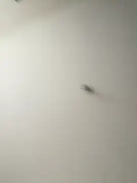 Snapshot of Dania_Oconor chatting on 01/06/26, 10:14 Dania Oconor online show from 01/06/26, 10:14