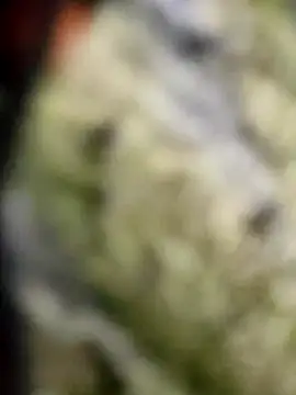 Snapshot of BIG_DICK__BOY chatting on 10/08/25, 07:14 BIG DICK BOY online show from 10/08/25, 07:14