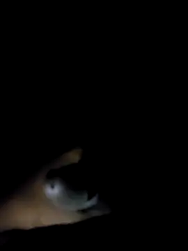 Snapshot of BIG_DICK__BOY chatting on 09/25/25, 06:03 BIG DICK BOY online show from 09/25/25, 06:03