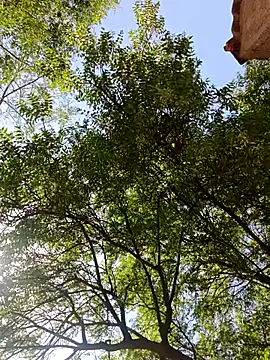 Rs sonam online show from 04/13/26, 09:13